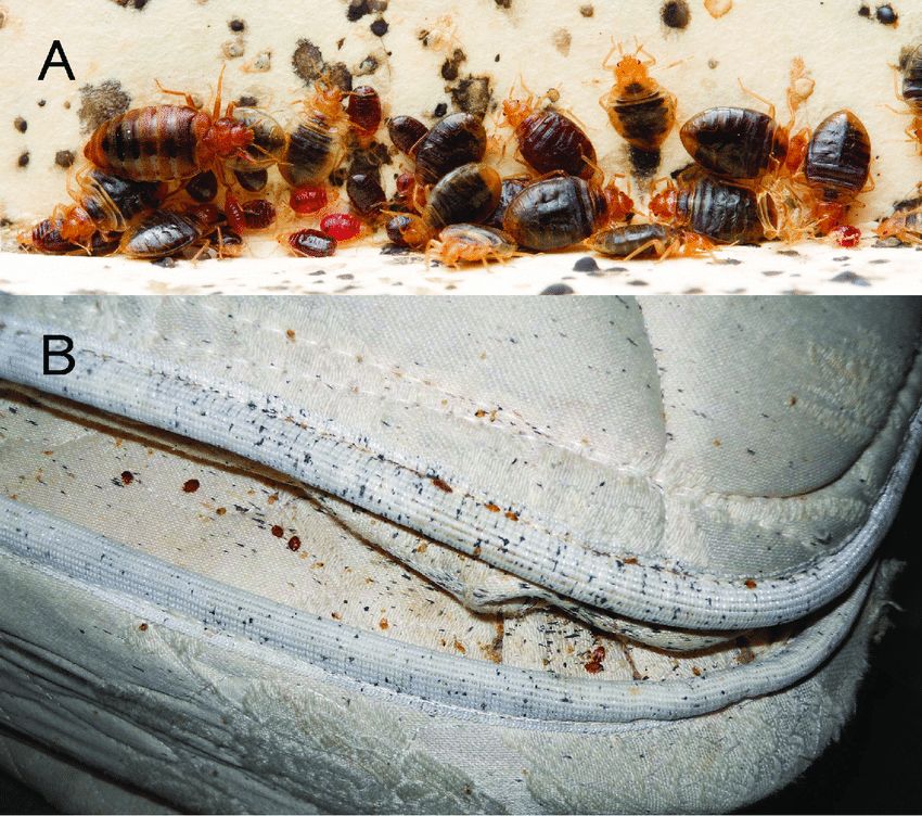 Bed-bugs-and-signs-of-an-infestation-Photos-depiciting-A-a-typical-bed-bug-aggregation